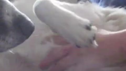 Cute Husky eager for caresses