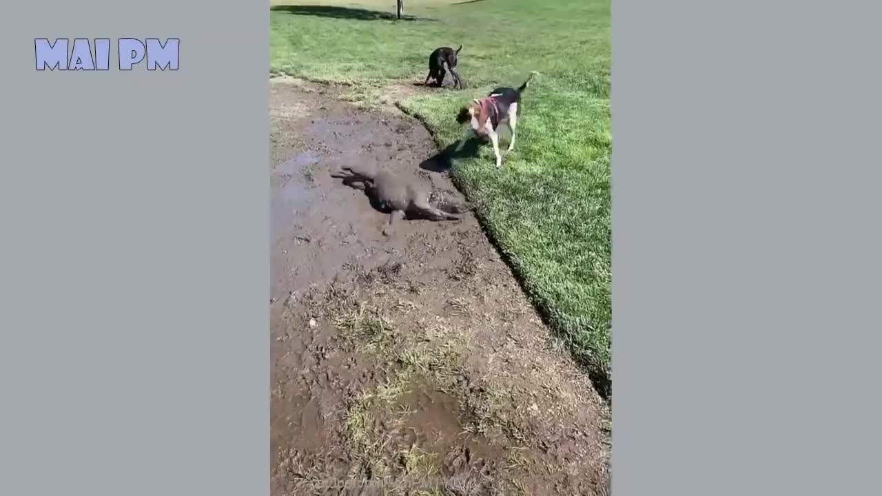 Funny dog video 2021 epic