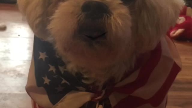 Loulou pissed 😡 at what he heard some of these Criminal Democrat Leaders are going to do.
