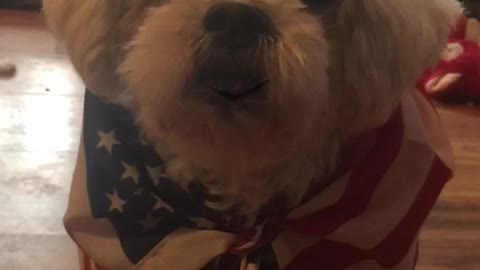 Loulou pissed 😡 at what he heard some of these Criminal Democrat Leaders are going to do.