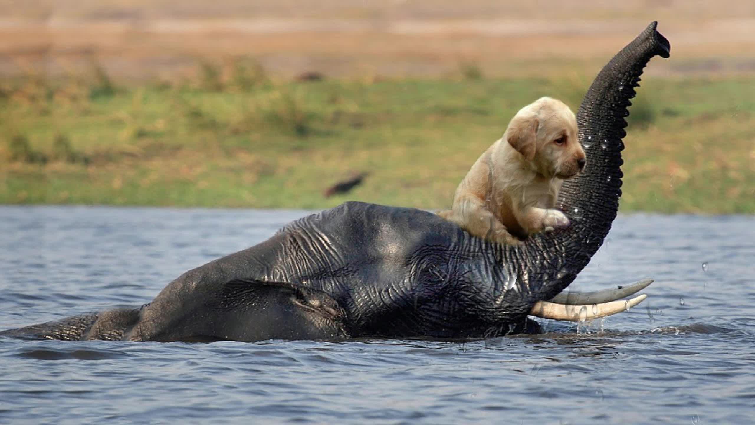 Наводнение животные. Звери на водопое. Животных спасает друг друга. Животные спасают друг друга удивительные случаи. Животных спасает друг друга.