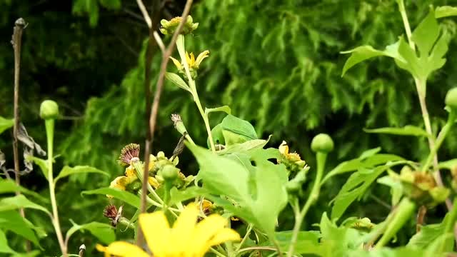 Birds Queen video