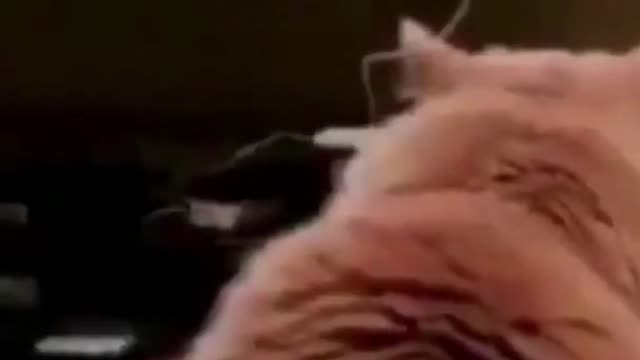 Entertaining dogs and cats!!!