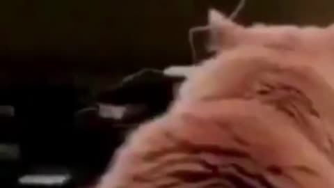 Entertaining dogs and cats!!!