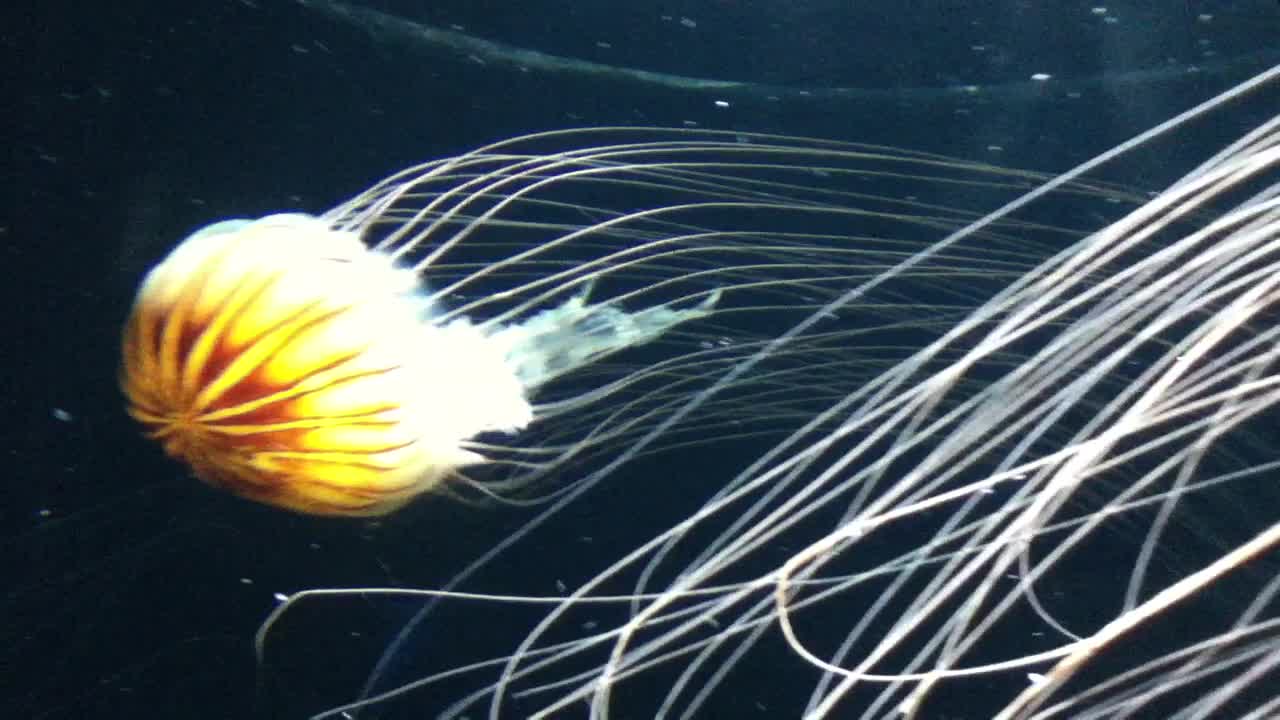 Fascinating Jellyfish!