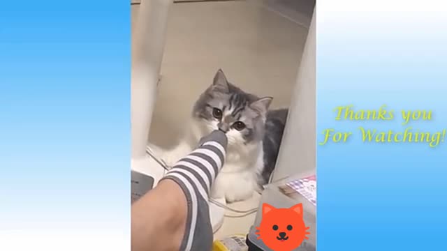 Funny and cute cat's / funny animals