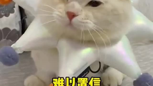 Baby Cats-Cute and Funny Cat Videos | Super Duper Cat