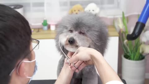 💖The puppy has changed so much after being cut that the owner can't even recognize it💖