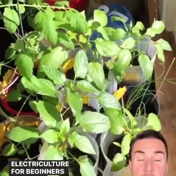 Electroculture Indoors