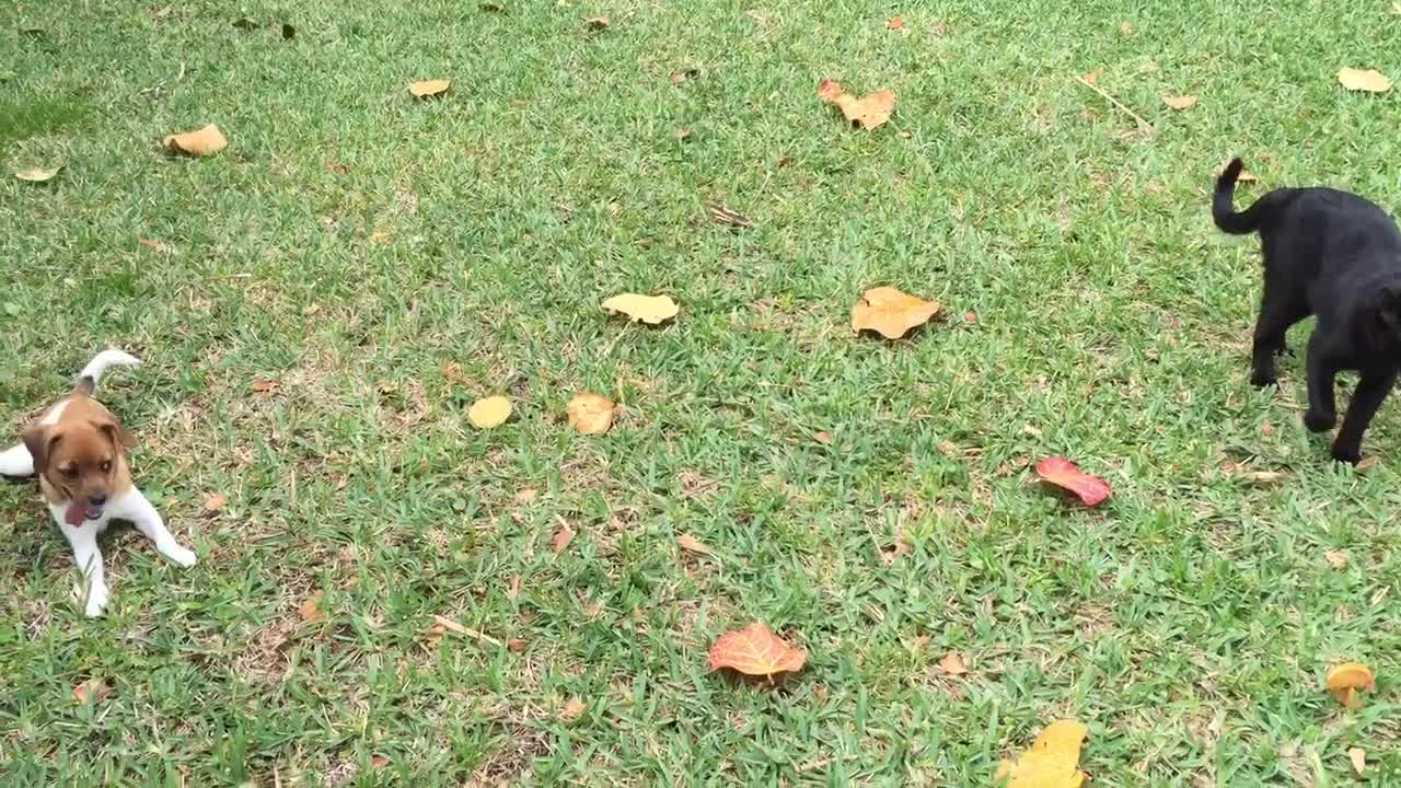 Brown dog running in circles around cat