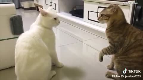 Cats talking !! these cats can speak english better than hooman (part 2)