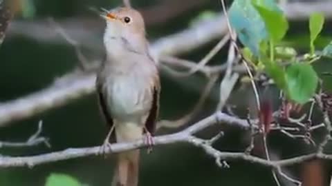 The nightingale sound in nature