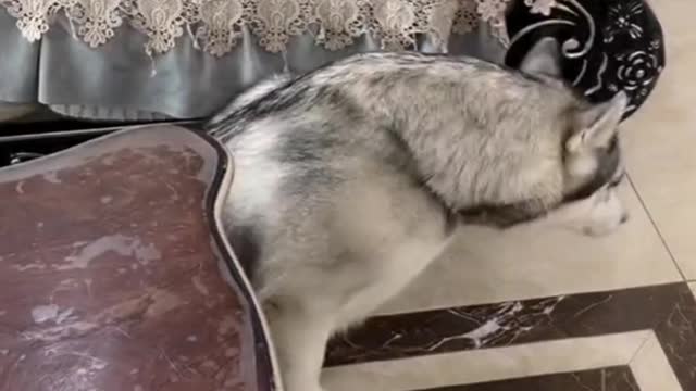 Funny dog makes your day