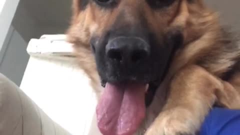 Wierd german shepherd loves Selfie