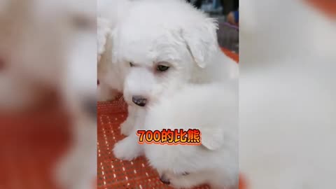 Cute Puppies Doing Funny Things Cutest Puppies