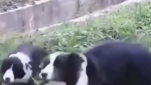 Funny dogs helpings each other Funny videos