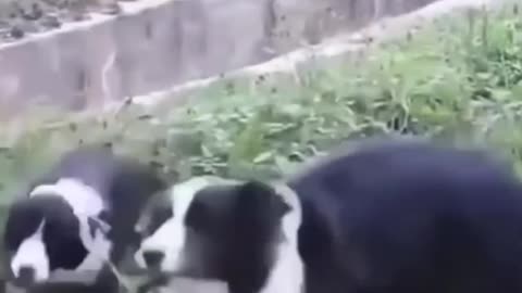 Funny dogs helpings each other Funny videos