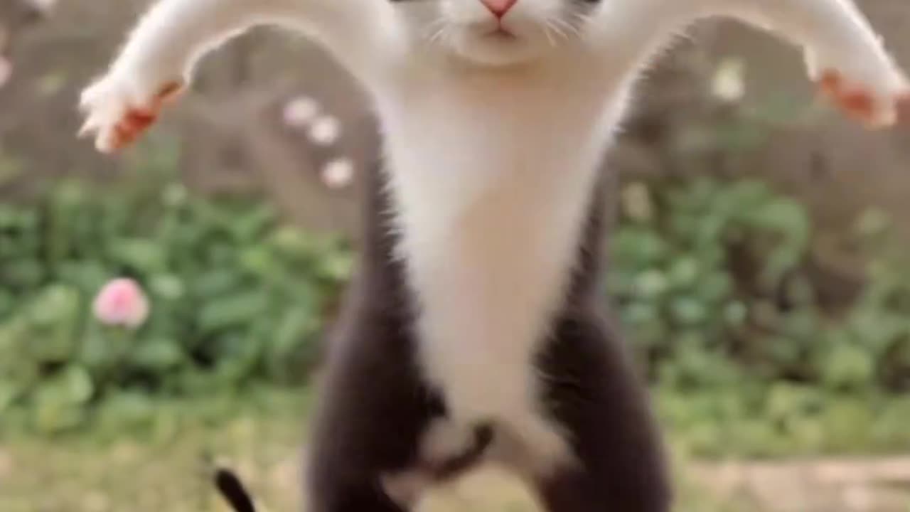 Cat Dancing