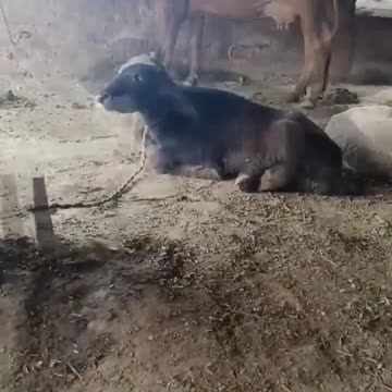 का रिवर्स मैजिक शो #shorts #funny #short #magic #indiamagic #animals