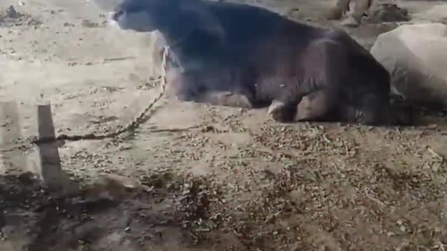 का रिवर्स मैजिक शो #shorts #funny #short #magic #indiamagic #animals