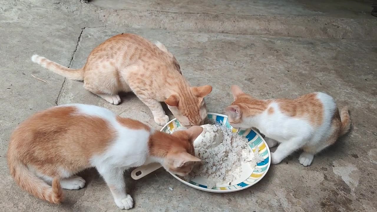 Cute kitty cat eating rice