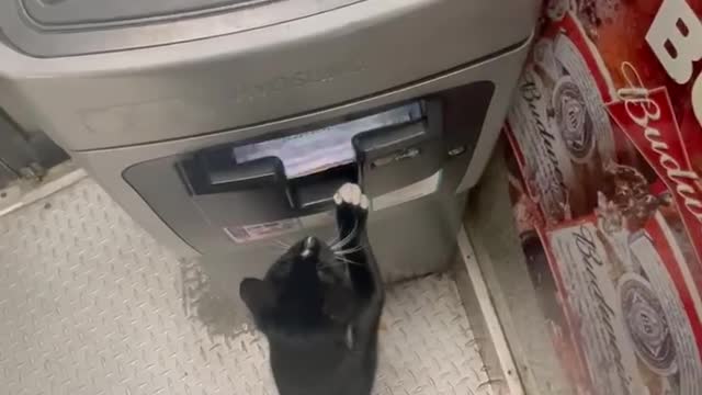 funny cats and dogs videos