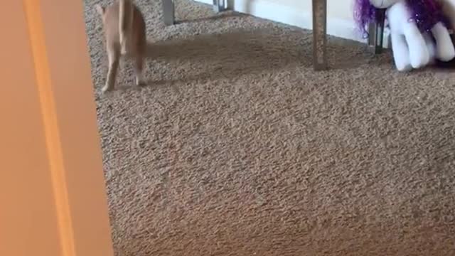 Orange cat plays fetch