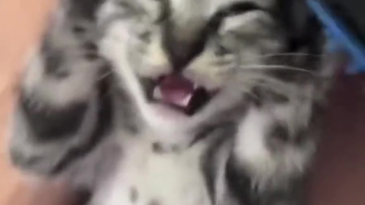 CAT funny video