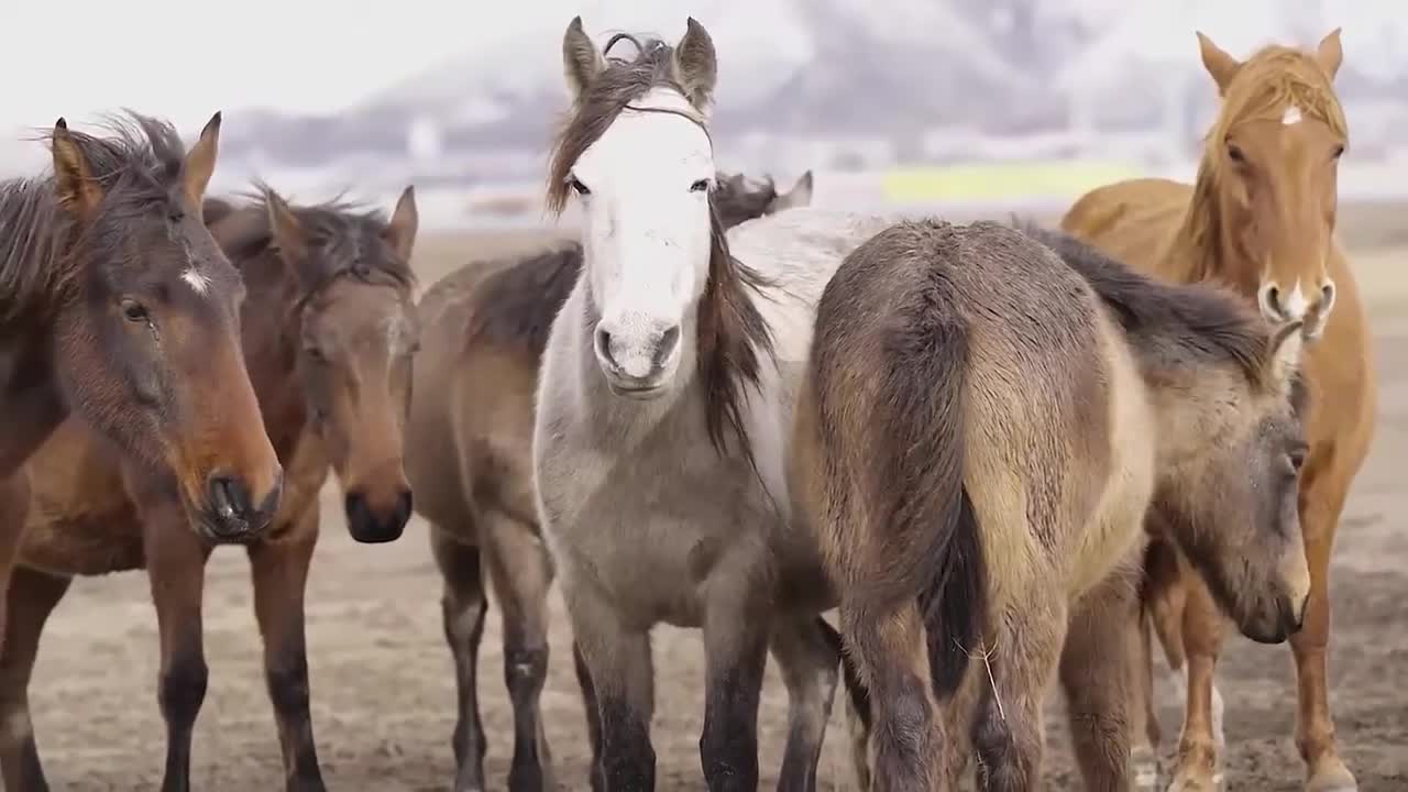 Cute and Funny Horse Videos Compilation -watch now