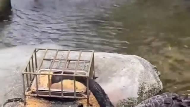 Cute animal behavior makes you happy