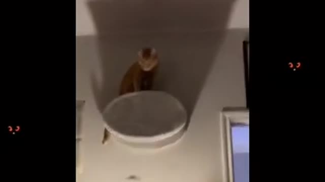 Try not to laugh funny animals 😹 #shorts