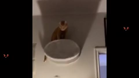 Try not to laugh funny animals 😹 #shorts