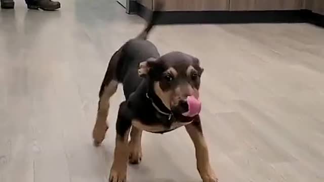 Dancing Happiness dog