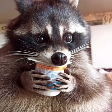 Om-Nom-nom! Likes to hold the container himself