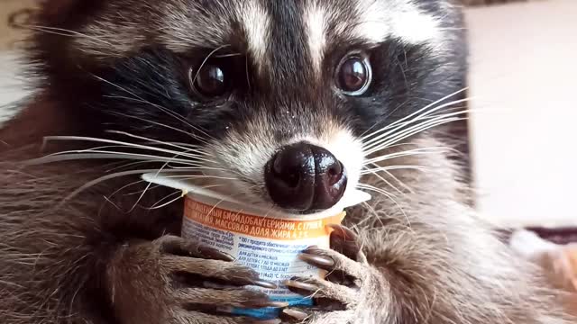 Om-Nom-nom! Likes to hold the container himself