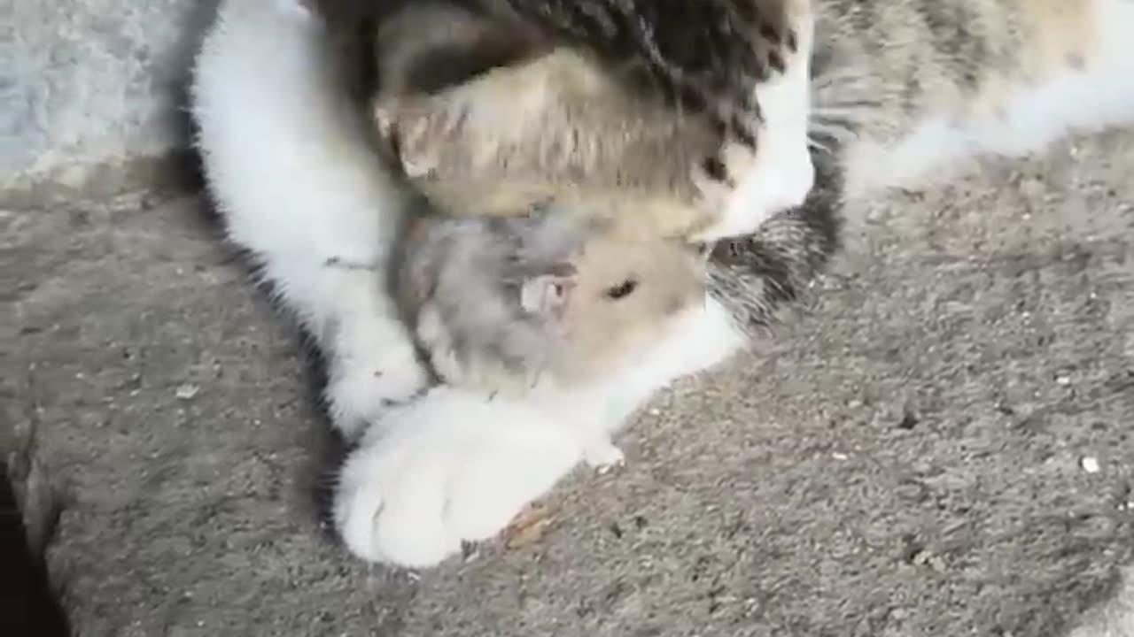 Funny animals