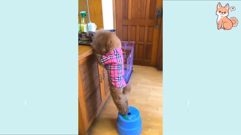 you will laught at all the dogs