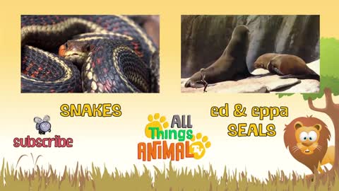 * GORILLA * | Animals For Kids | (Must Watch!)