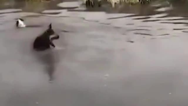 Cute and Funny dog Videos Compilation pt4 | Cute dogs of the world