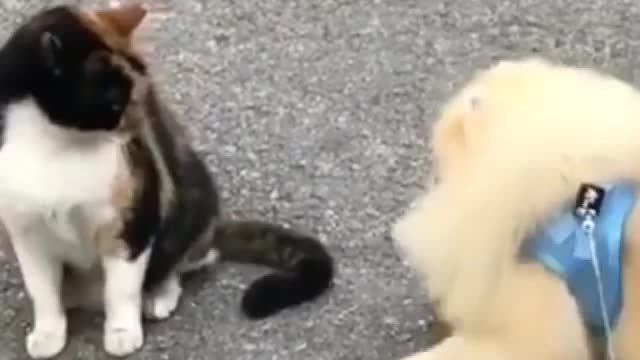 Dog fear from cat 😂🧐