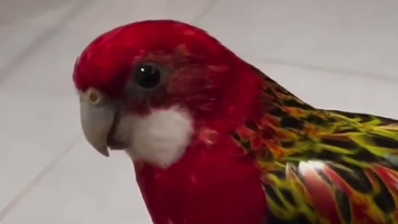 Cute tia bird trending video