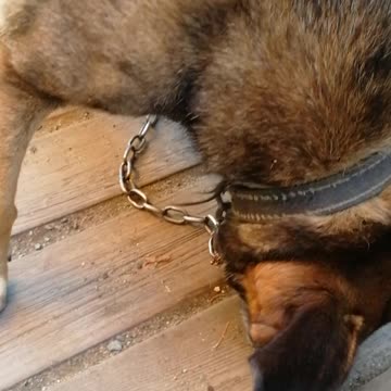 Nice little dog nayda