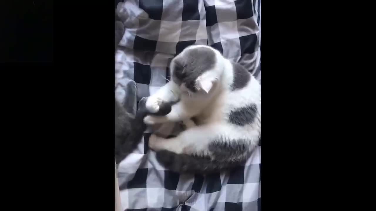 Cute and Funny Pets_Try Not To Laugh To These Pets Compilation#2