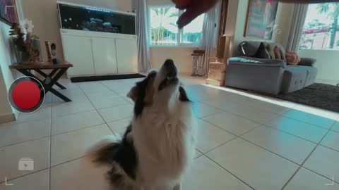 Como ensinar seu cachorro trazer a bolinha