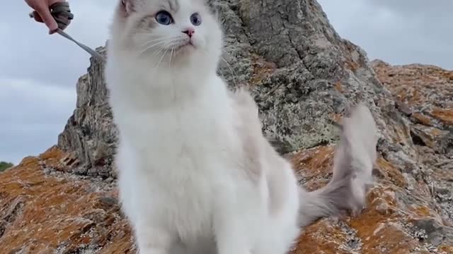 Cute cat baby