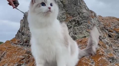 Cute cat baby