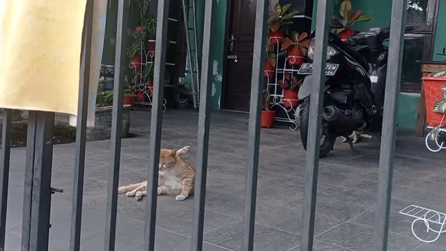 poor cat on the caged