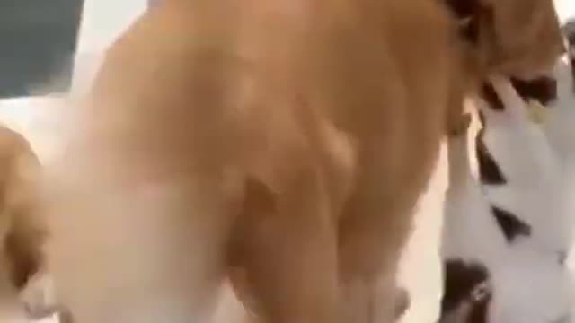 Dog saving a cat from fight