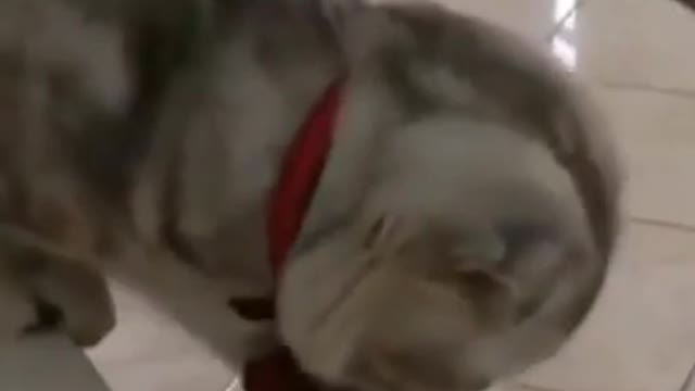 Baby Cats - Cute and Funny Cat Videos Compilation #34 | Aww Animals