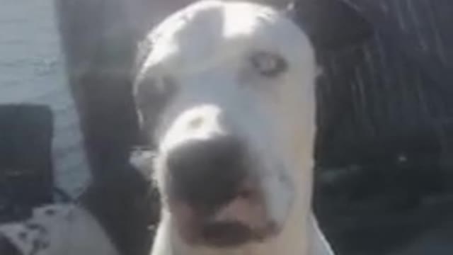 Dog singing bad guy